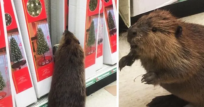 Beaver Spotted In Supermarket Looking For An Artificial Christmas Tree