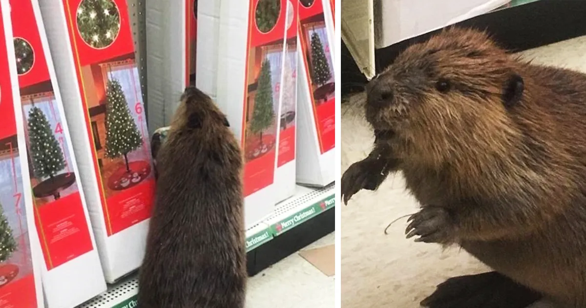 Un castor entró a un supermercado para buscar un árbol de Navidad artificial