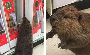 Beaver Spotted In Supermarket Looking For An Artificial Christmas Tree
