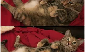 People Are Posting Pics Of Their Animals Before & After Being Called A Good Boy