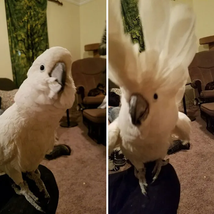 Before And After Being Called A Good Boy