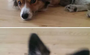 People Are Posting Pics Of Their Animals Before & After Being Called A Good Boy