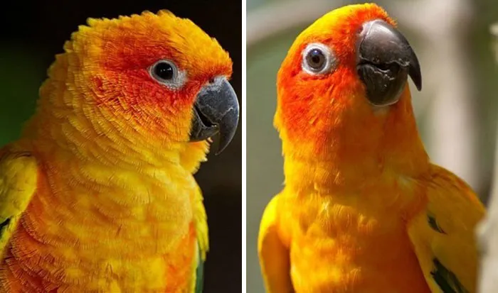 Before And After Being Called A Good Boy