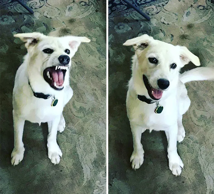 Before And After Being Called A Good Boy