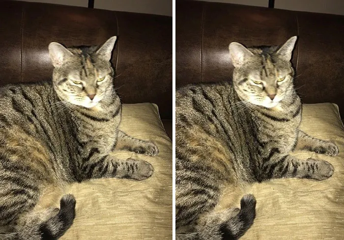 Before And After Being Called A Good Boy