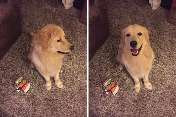 Before And After Being Called A Good Boy