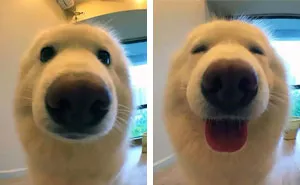 People Are Posting Pics Of Their Animals Before & After Being Called A Good Boy