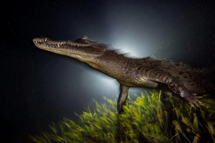 48 Of The Best Images Of The Year Announced By National Geographic