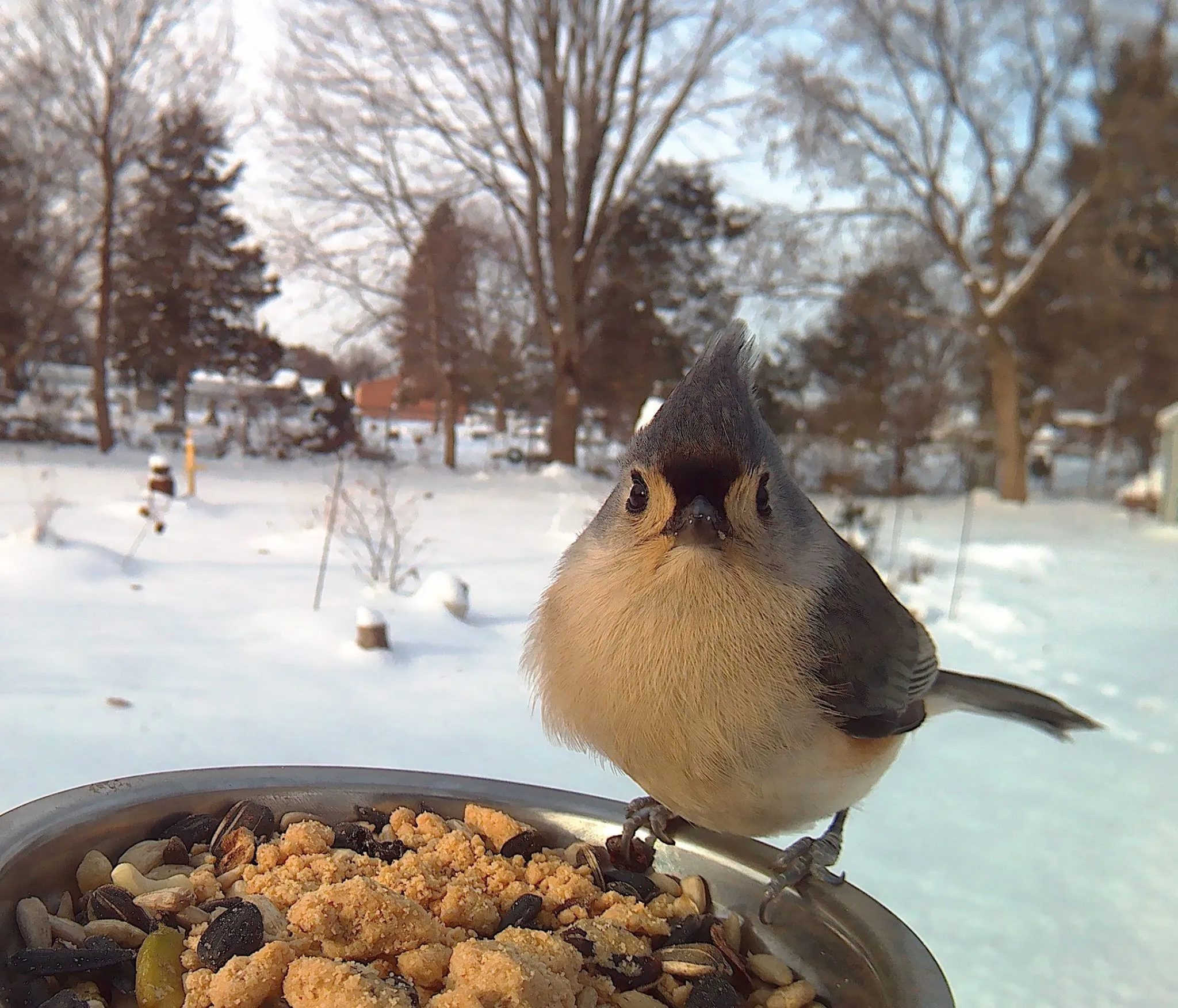 Bird Feeder Photography