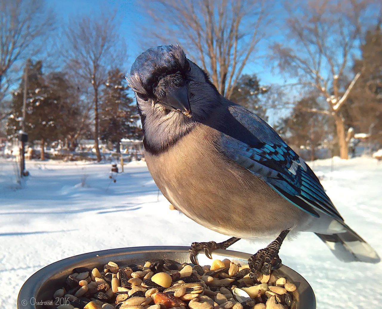 Bird Feeder Photography