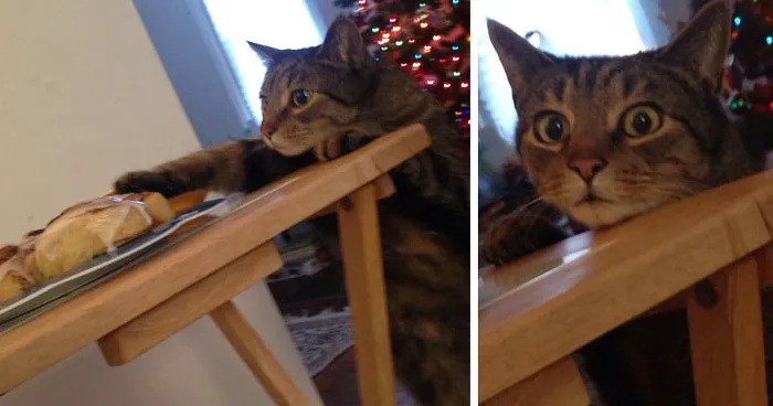 Cat Gets Caught Trying To Steal A Cinnamon Bun, And His Expression Says It All