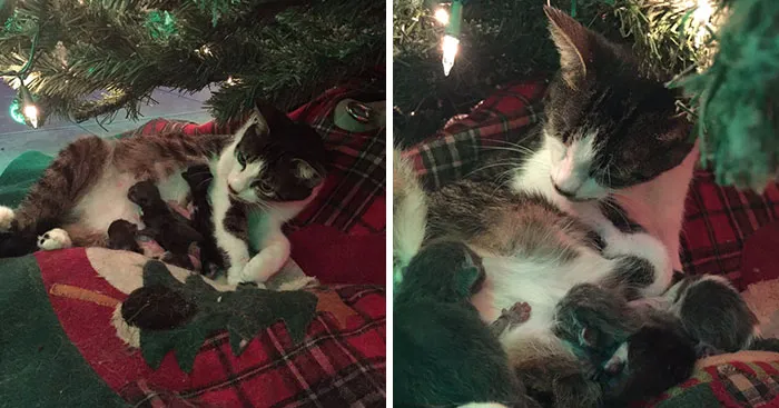 Cat Gives Birth Under Christmas Tree, And It's The Best Present Ever