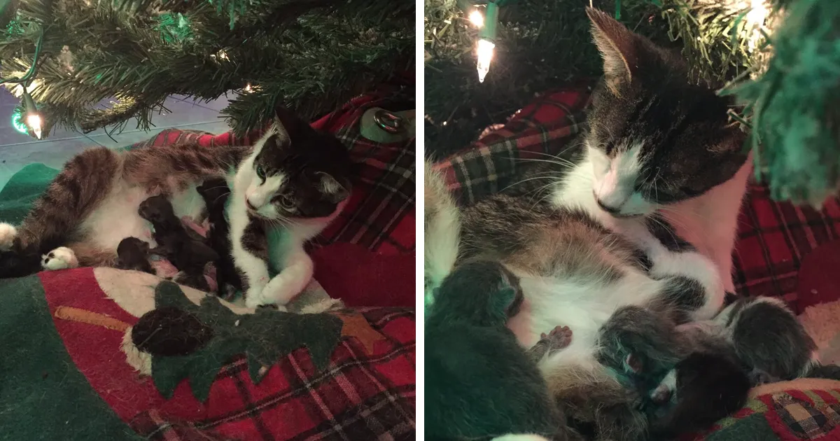 Esta gata dio a luz bajo el árbol de Navidad y fue el mejor regalo