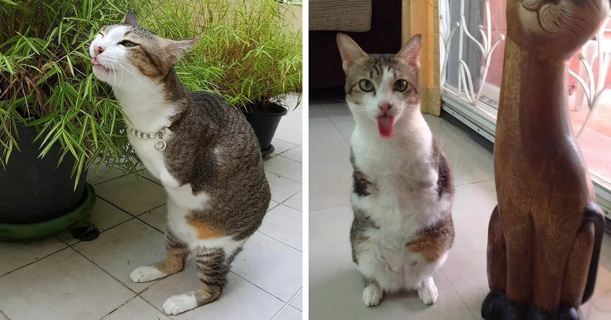 Cat With Two Legs Will Surprise You With How Much He Can Do