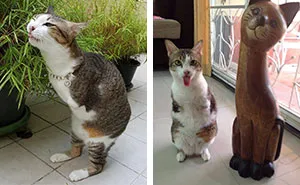 Cat With Two Legs Will Surprise You With How Much He Can Do