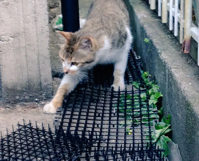Cats Are Evolving! Scared People Are Sharing Pics Of Kittens Immune To Cat-Deterrent Spikes