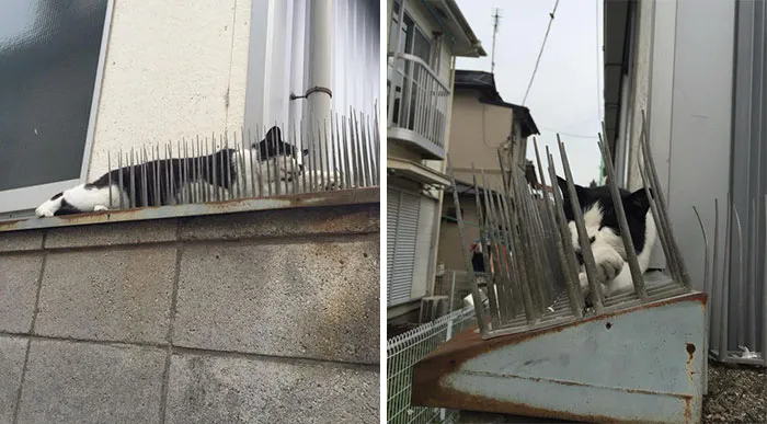 Cats Are Evolving! Scared People Are Sharing Pics Of Kittens Immune To Cat-Deterrent Spikes