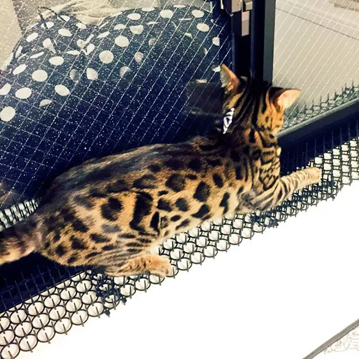 Cats Are Evolving! Scared People Are Sharing Pics Of Kittens Immune To Cat-Deterrent Spikes