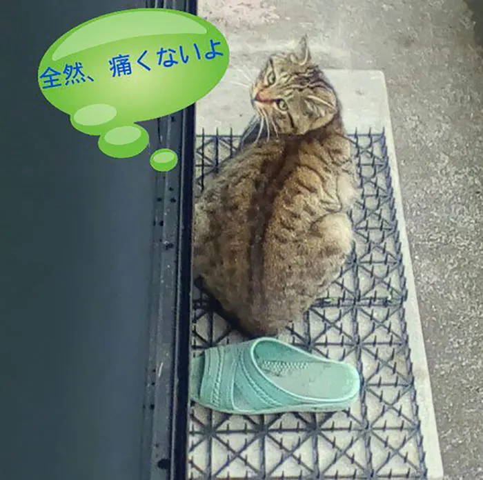 Cats Are Evolving! Scared People Are Sharing Pics Of Kittens Immune To Cat-Deterrent Spikes