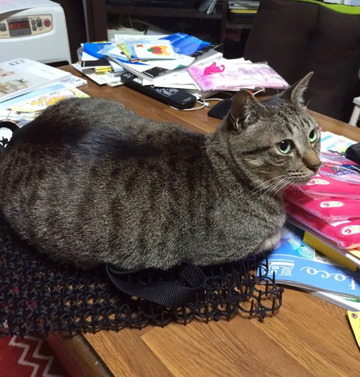 Cats Are Evolving! Scared People Are Sharing Pics Of Kittens Immune To Cat-Deterrent Spikes