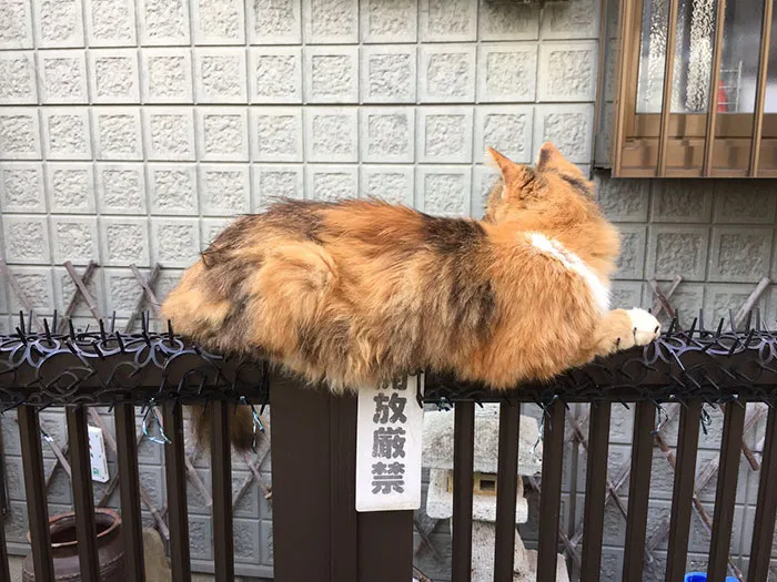 Cats Are Evolving! Scared People Are Sharing Pics Of Kittens Immune To Cat-Deterrent Spikes