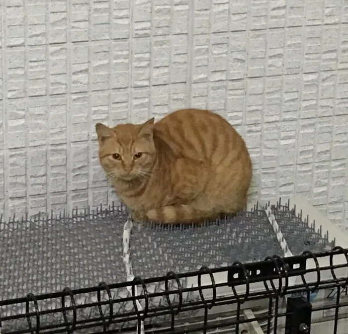 Cats Are Evolving! Scared People Are Sharing Pics Of Kittens Immune To Cat-Deterrent Spikes