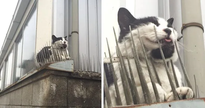 Cats Are Evolving! Scared People Are Sharing Pics Of Kittens Immune To Cat-Deterrent Spikes
