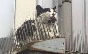 Cats Are Evolving! Scared People Are Sharing Pics Of Kittens Immune To Cat-Deterrent Spikes