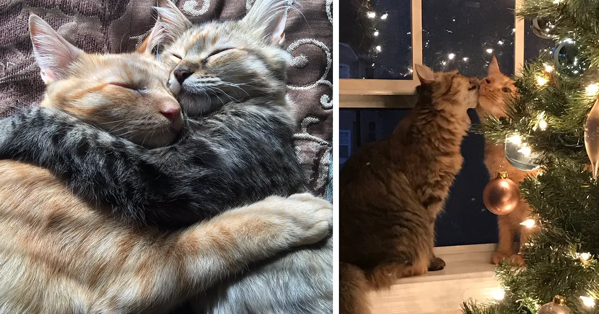 Estos dos gatos están tan enamorados que no pueden ocultar sus sentimientos