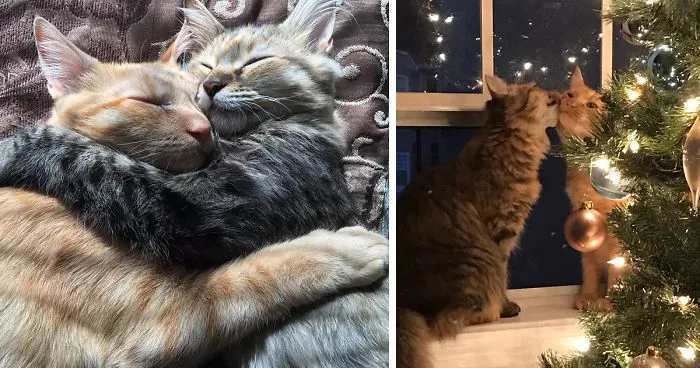 These Two Kittens Are So In Love, They Cannot Hold Their Feelings Anymore