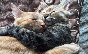 These Two Kittens Are So In Love, They Cannot Hold Their Feelings Anymore