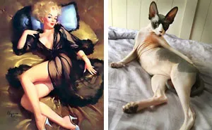 48 Cats Posing Like Pin Up Girls