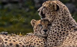 Fastest Animals Of Land Are Rapidly Heading Towards Extinction According To New Study