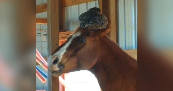 Woman Goes To Check On Her Horse In The Barn, Finds A Chicken Hilariously Sleeping On Its Head