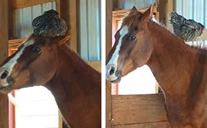 Woman Goes To Check On Her Horse In The Barn, Finds A Chicken Hilariously Sleeping On Its Head