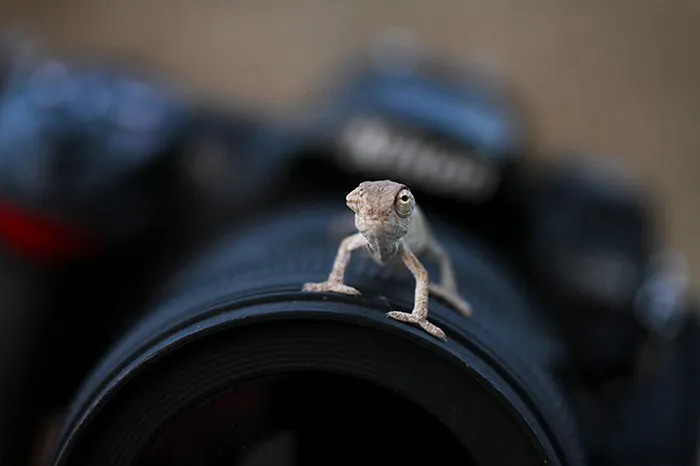 Nikon D 200 & Baby Chameleon
