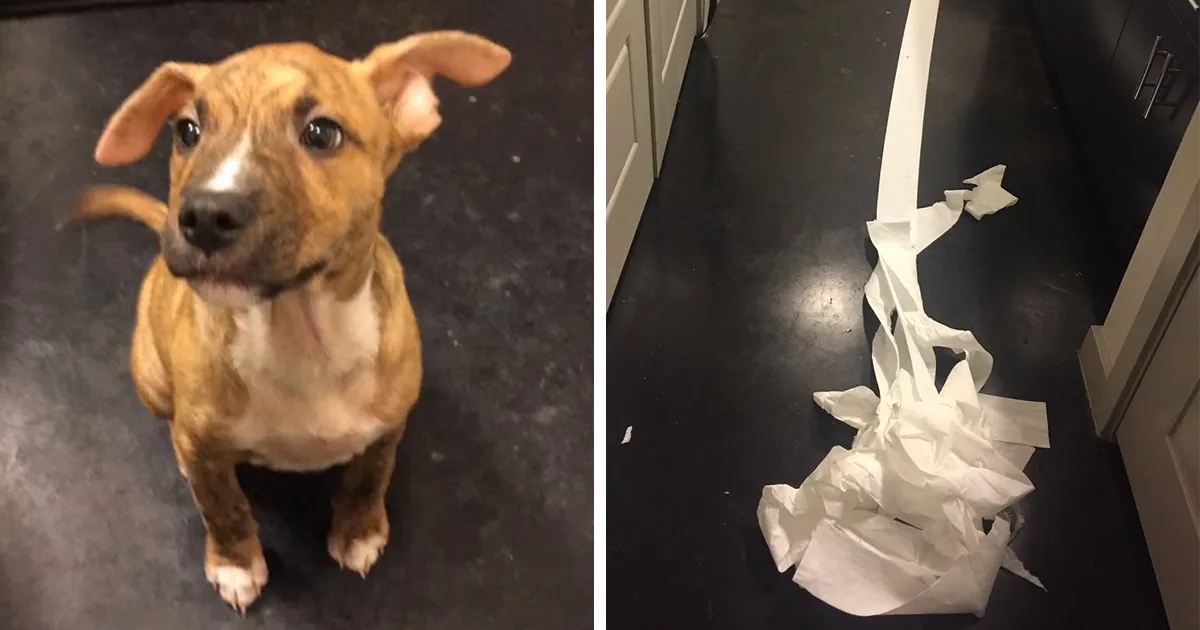 Este perro se hizo pis en el baño de un amigo de su dueño e intentó limpiarlo él mismo
