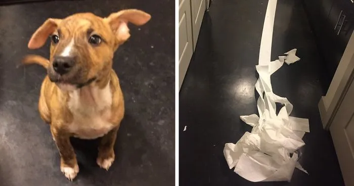 People Fall In Love With Dog Who Tried To Clean Up His Own Pee From Owner's Friend's Bathroom Floor
