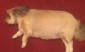 Dog Eats Family's Entire Christmas Turkey, Can't Move Afterwards