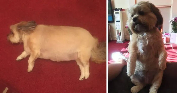 Dog Eats Family's Entire Christmas Turkey, Can't Move Afterwards
