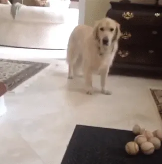 Dog Forgot How To Dog