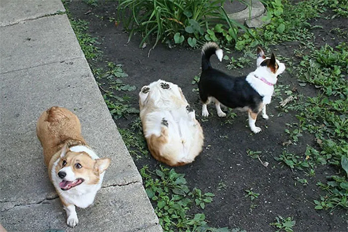 I Forgot How To Dog