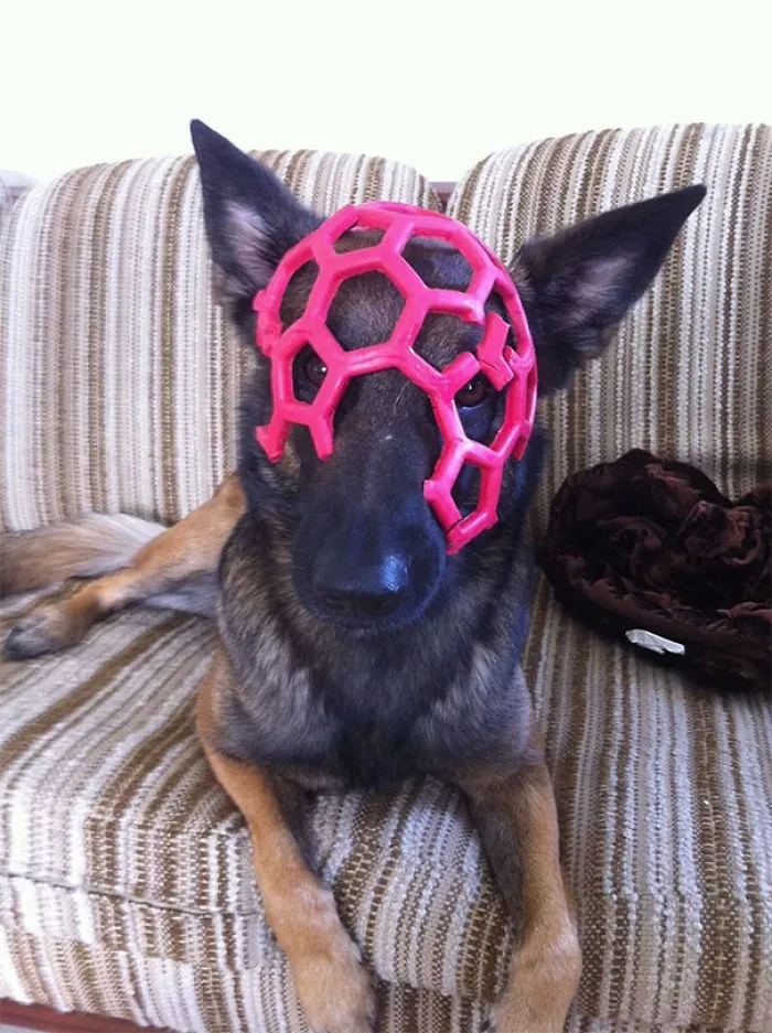 My Dog Destroyed One Of Her Toys, And Became A Supervillain