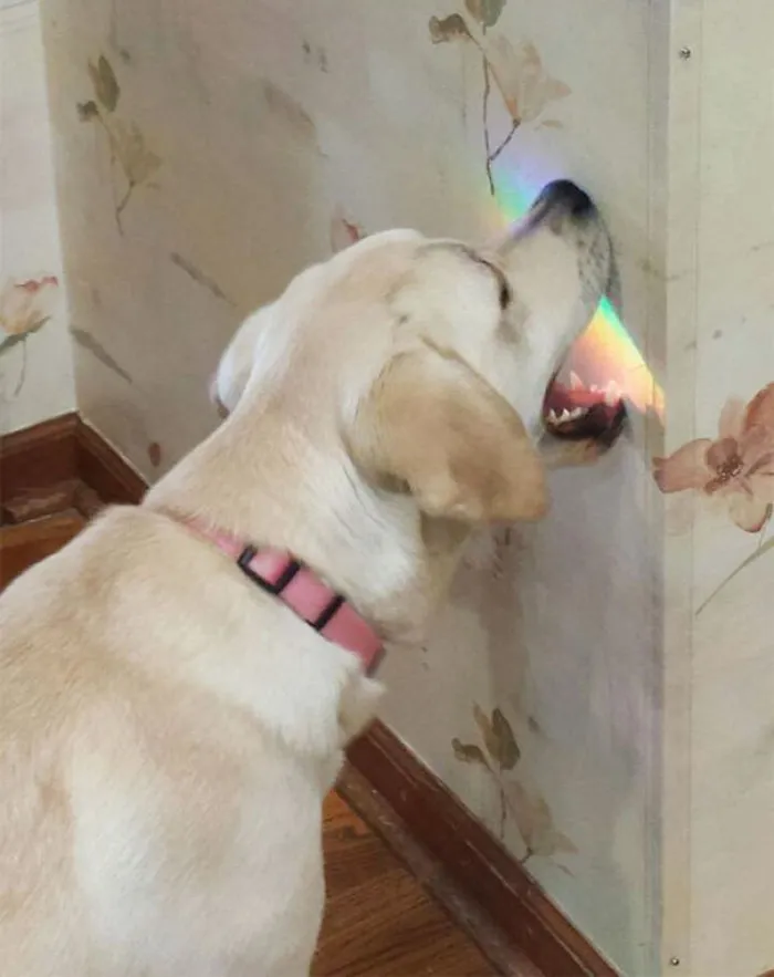 Taste The Rainbow... Wall Flavor
