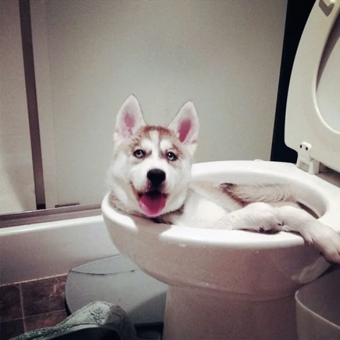 Left My Baby Husky Alone For A Minute, And I Come Back To This