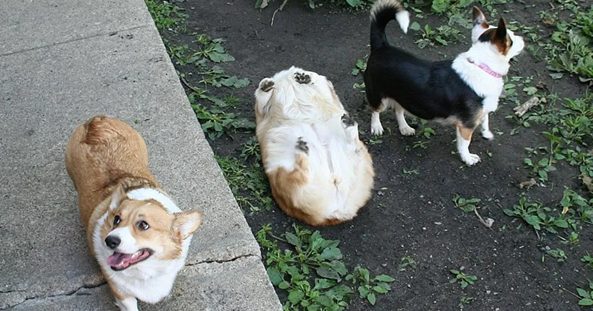 15 Fallos perrunos que te harán sentirte culpable por reírte tanto