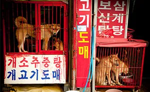 BREAKING: Dog Meat Market Responsible For 33% Supply In South Korea Is Being Shut Down