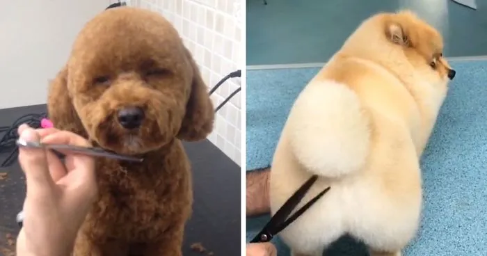 This Pet Stylist Has The Best Job Ever