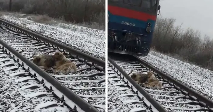 This Dog Was Too Injured To Move From A Moving Train, But His Brave Friend Came To Rescue Him