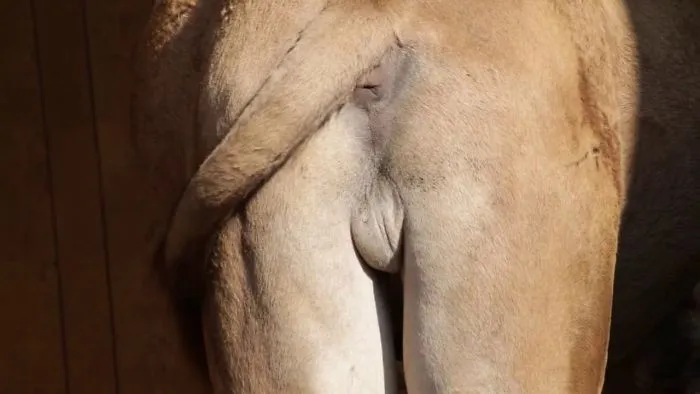 Most Graphic Animal Video Ever Shot Since The Birth Of Youtube!